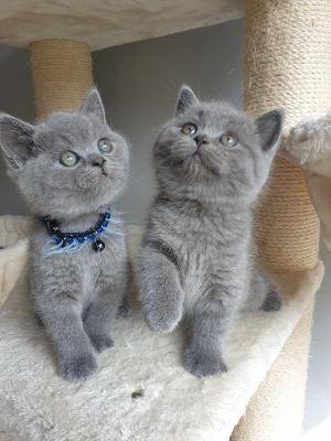 Quality Blue British Shortair Kittens Avail Now!!!